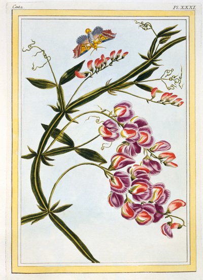 Le Grand Lathyre Everlasting Sweet Pea, published.1776. 作者 皮埃尔·约瑟夫·布霍兹