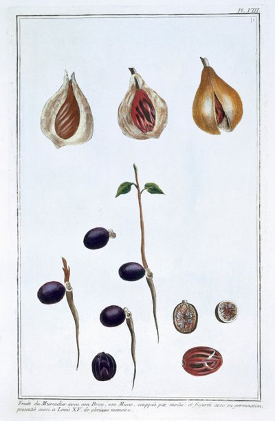 肉豆蔻，约1751-1807 作者 皮埃尔·约瑟夫·布霍兹
