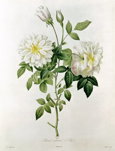 喜欢Eustache Hyacinthe Langlois的Vibe（茶）（1777-1837） 作者 皮埃尔·约瑟夫·雷杜特