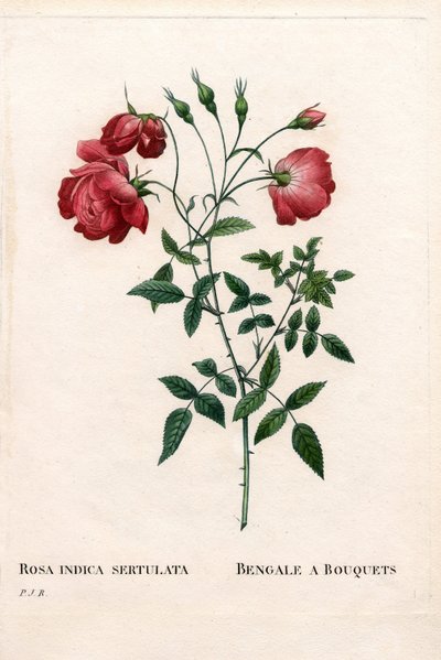 孟加拉的一朵Bouquets