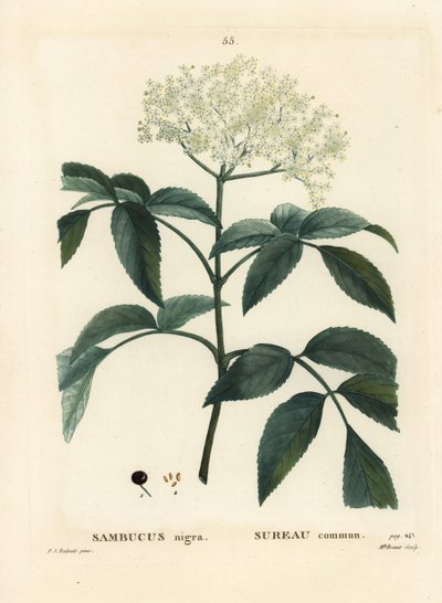 Black elder or European elderberry, Sambucus nigra. Handcoloured stipple engraving by Miss Brenet after an illustration by Pierre-Joseph Redoute from Henri Louis Duhamel du Moncel