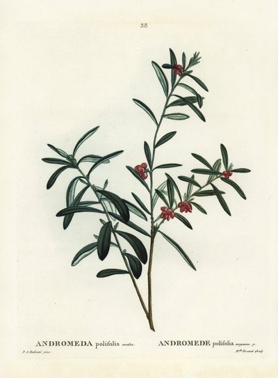 沼泽迷迭香，Andromeda polifolia。皮埃尔-约瑟夫-雷杜特（Pierre-Joseph Redoute）根据巴黎亨利-路易斯-杜哈梅尔-杜蒙索（Henri Louis Duhamel du Monceau）的《树木与灌木》（Treat des Arbres et Shrustes）中的插图进行的手绘波纹雕版。 作者 皮埃尔·约瑟夫·雷杜特