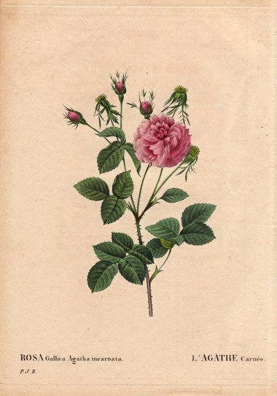 植物板、花卉、玫瑰品种：Agathe carnee (Rosa Gallica agatha incarnata)。 来源不明，玫瑰高卢大马士革的杂交种。 皮埃尔·约瑟夫·雷杜特（Pierre Joseph Redoute，1759-1840 年）在“Les Roses”，第 2 卷中 作者 皮埃尔·约瑟夫·雷杜特