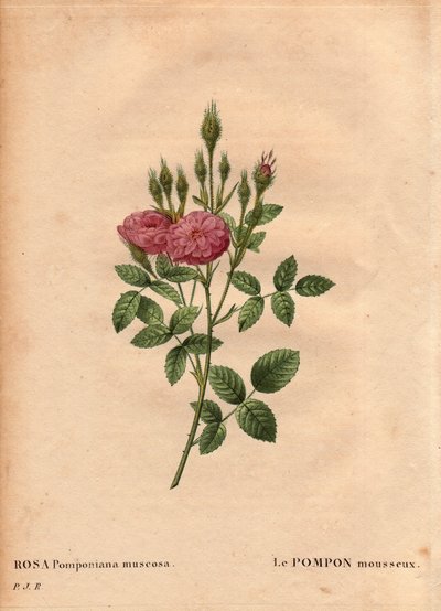 Botanical Board、Flower、Rose Variete：1801 年左右在英格兰西部的一个花园中发现的“玫瑰花”（Rosa Pomponiana muscosa）闪闪发光的绒球。 1759-1840) 作者 皮埃尔·约瑟夫·雷杜特