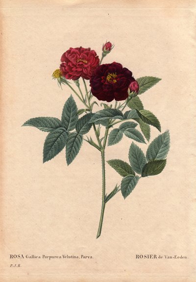 Botanical Board, Flower, Rose Variete: Van Eeden Rose (Rosa Gallica Purpurea Velutina Parva). Cultivated in the Netherlands by Van Eeden before 1810. In “” Les Roses”, Volume 2 by Pierre Joseph Redoute (1759-1840) 作者 皮埃尔·约瑟夫·雷杜特