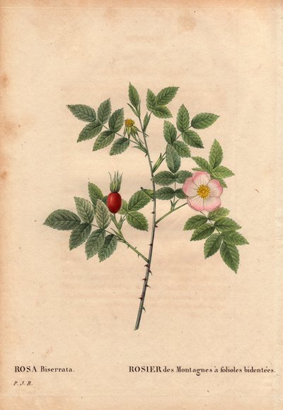 Botanical Board, Flower, Rose 品种：山玫瑰与双齿叶 (Rosa Biserrata)。 1812 年之前由 Merat 博士在法国巴黎附近的 Mont Valerien 收集。 皮埃尔·约瑟夫·雷杜特 (1759-1840) 在“玫瑰之花”第 2 卷中 作者 皮埃尔·约瑟夫·雷杜特