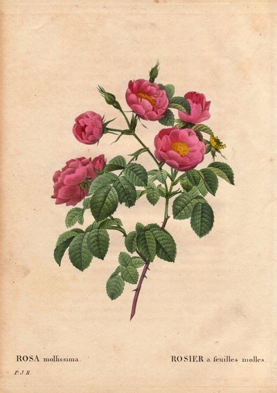 植物板、花卉、玫瑰品种：玫瑰，叶子柔软。 (Rosa mollissima flora submultiplici)。 Rose mollis 品种，1821 年之前。在“Les Roses”，第 2 卷中，Pierre Joseph Redoute (1759-1840) 作者 皮埃尔·约瑟夫·雷杜特