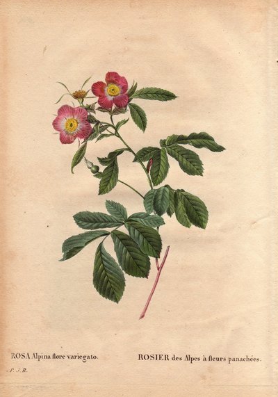 Botanical Plate, Flower, Rose Variete：阿尔卑斯玫瑰，杂色花（Rosa alpina flora variegato）。 1813 年 de Poilpre 左右在法国引入。 皮埃尔·约瑟夫·雷杜特 (1759-1840) 在“玫瑰之花”第 2 卷中 作者 皮埃尔·约瑟夫·雷杜特