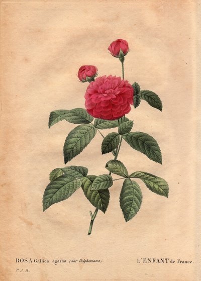 Botanical Plate, Flower, Rose Variete: The child of France (Rosa Gallica agatha var. delphiniana)。 由杜邦先生栽培，大约在 1802 年，自路易十五 (1710-1774) 统治时期起就广为人知，并被称为“法兰西之子”以纪念太子。 在“”莱斯罗 作者 皮埃尔·约瑟夫·雷杜特