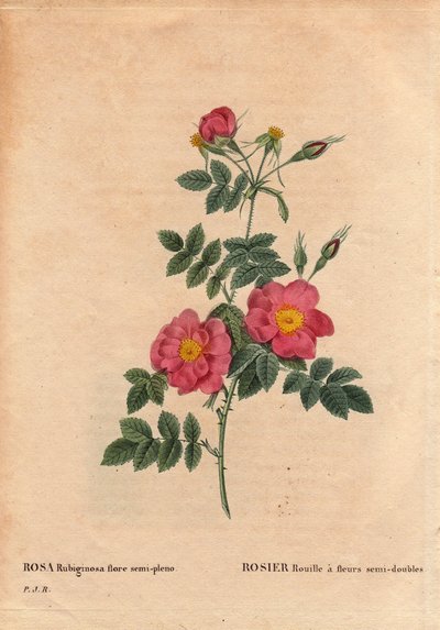 植物盘、花、玫瑰品种：Rose Rust 具有半重瓣花 (Rosa rubiginosa flora semi pleno)，从种子中获得，由 PJ Redoute 于 1806 年左右种植。在“Les Roses”，第 2 卷中，Pierre Joseph Redoute (1759- 1840) 作者 皮埃尔·约瑟夫·雷杜特