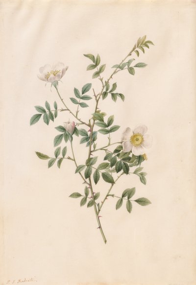 蔷薇或狗蔷薇（蔷薇花） 作者 Pierre-Joseph Redouté