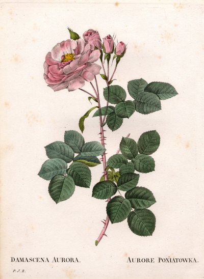 Celeste 玫瑰，Rosa alba 品种，Rose Aurore Poniatowska。 来自 Pierre Joseph Redoute 的“Les Roses”，巴黎的手绘点画铜版画 作者 皮埃尔·约瑟夫·雷杜特