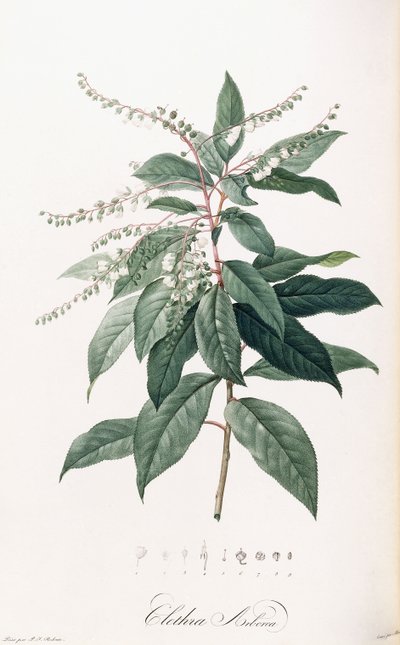 克莱斯拉·阿伯里亚（Clethra Arborea） 作者 皮埃尔·约瑟夫·雷杜特