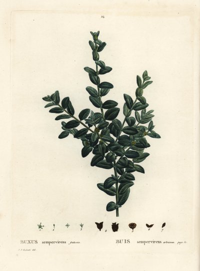 Common box, European box or boxwood, Buxus sempervirens fruticosa. Handcoloured stipple engraving after an illustration by Pierre-Joseph Redoute from Henri Louis Duhamel du Monceau