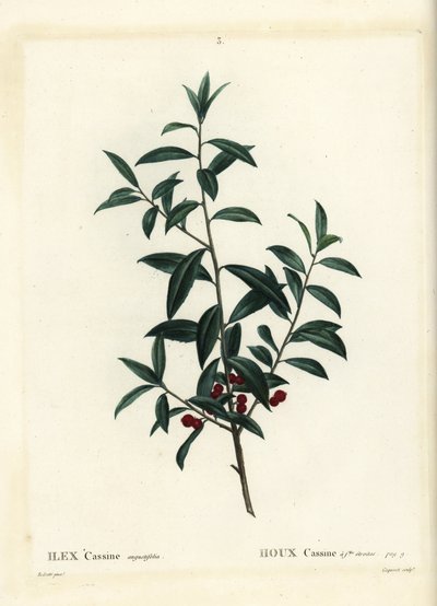 Dahoon 冬青或 cassina，冬青 cassine。 Coqueret 手绘点画雕刻，由巴黎 Henri Louis Duhamel du Moncel 的 Treat des Arbres et Shrustes 的 Pierre-Joseph Redoute 绘制 作者 皮埃尔·约瑟夫·雷杜特