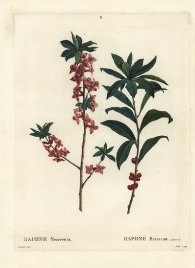 达芙妮或 mezereon，达芙妮 mezereum。 由巴黎亨利·路易斯·杜哈梅尔·杜·蒙塞尔 (Henri Louis Duhamel du Moncel) 的 Pierre-Joseph Redoute 绘制插图后，由 Troll 手绘点画雕刻 作者 皮埃尔·约瑟夫·雷杜特