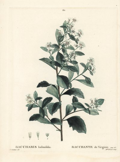 Eastern baccharis, groundsel bush, sea myrtle or saltbush, Baccharis halimifolia. Handcoloured stipple engraving by Miss Brenet after an illustration by Pierre-Joseph Redoute from Henri Louis Duhamel du Moncel