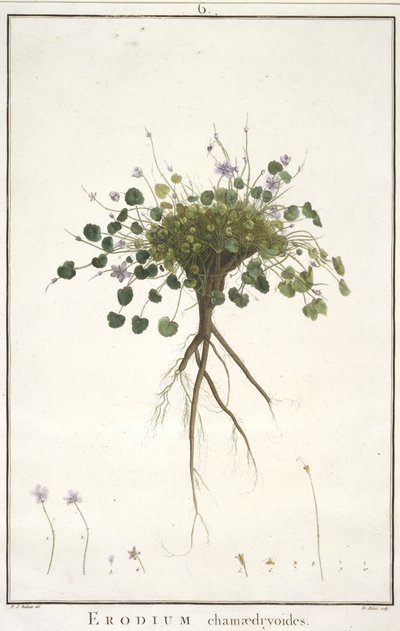 菊花chamaedryoides，从Geraniologia，或几小时，天竺葵，Monsoniae Grielum历史图标来说明，1787年至1788年（手工着色雕刻） 作者 皮埃尔·约瑟夫·雷杜特