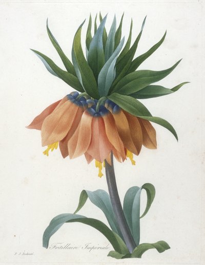 Fritillaire Imperiale，选自最美丽的花朵和最美丽的水果，1827年 作者 皮埃尔·约瑟夫·雷杜特