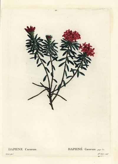 花环花玫瑰金达芙妮，Daphne cneorum。 由巴黎亨利·路易斯·杜哈梅尔·杜·蒙塞尔 (Henri Louis Duhamel du Moncel) 的 Pierre-Joseph Redoute 绘制插图后，由罗莱小姐 (Miss Rolet) 绘制的手绘点画版画 作者 皮埃尔·约瑟夫·雷杜特