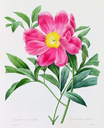Gentiane Sans Tige（彩色雕刻） 作者 皮埃尔·约瑟夫·雷杜特
