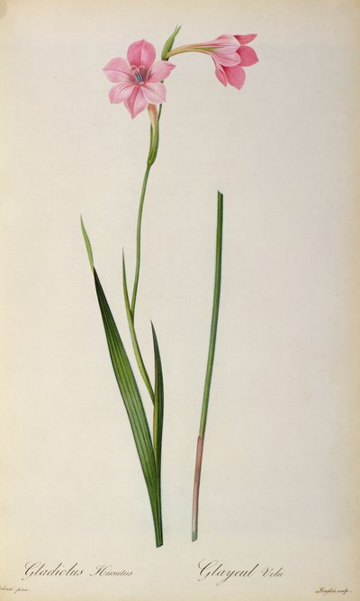 Gladiolus Hirsulus，来自&39;Les Liliacees&39;，1805 作者 皮埃尔·约瑟夫·雷杜特