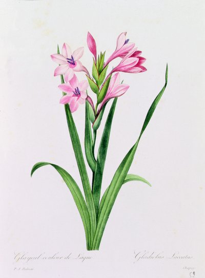 Glayeul Couleur de Laque（彩色版画） 作者 皮埃尔·约瑟夫·雷杜特