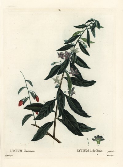 枸杞或中国黄芪，枸杞。 Moret 手绘点画版画，由巴黎亨利·路易斯·杜哈梅尔·杜·蒙塞尔 (Henri Louis Duhamel du Moncel) 的 Pierre-Joseph Redoute 绘制插图后绘制 作者 皮埃尔·约瑟夫·雷杜特
