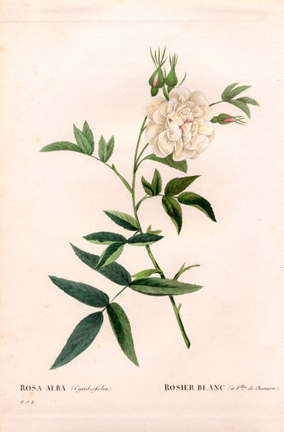 大麻叶白玫瑰，Rosa alba var。 大麻叶，白玫瑰与大麻叶。 来自 Pierre Joseph Redoute 的“Les Roses”，巴黎的手绘点画铜版画 作者 皮埃尔·约瑟夫·雷杜特