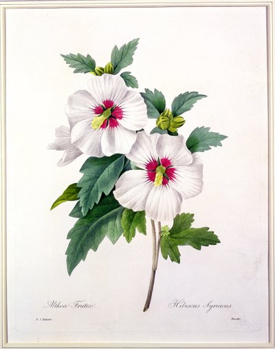 由Bessin雕刻的木槿（Hibiscus syriacus），来自1827年的“最美丽的花朵选择” 作者 Pierre Joseph Redouté