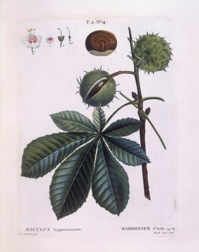 七叶树或七叶树 (Aesculus hippocastanum)，Henry Louis Duhamel du Monceau，Pierre Joseph Redouté 的植物盘 作者 皮埃尔·约瑟夫·雷杜特