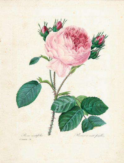 百叶玫瑰，来自“最美丽的花朵和最美丽的水果的选择”，Vol。我，1827-33 作者 皮埃尔·约瑟夫·雷杜特