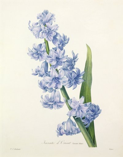 风信子（Hyacinthus orientalis）（普通风信子），由维多利亚雕刻，来自&39;最美丽的花朵选择&39;，1827年 作者 Pierre Joseph Redouté