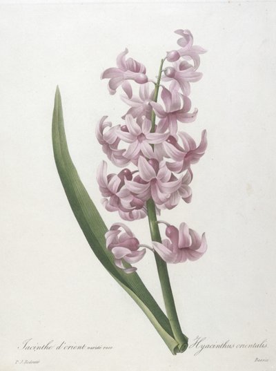 Hyacinthus orientalis，hyacinthus orientalis，从最美丽的花朵和最美丽的水果选择，1827年（手工彩色点画雕刻） 作者 Pierre Joseph Redouté