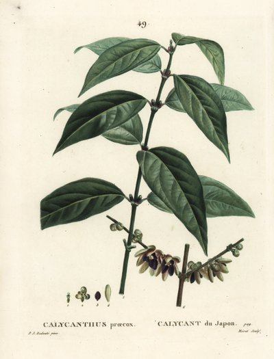 日本五香粉，Chimonanthus praecox (Calycanthus praecox)。 Moret 手绘点画版画，由巴黎亨利·路易斯·杜哈梅尔·杜·蒙塞尔 (Henri Louis Duhamel du Moncel) 的 Pierre-Joseph Redoute 绘制插图后绘制 作者 皮埃尔·约瑟夫·雷杜特