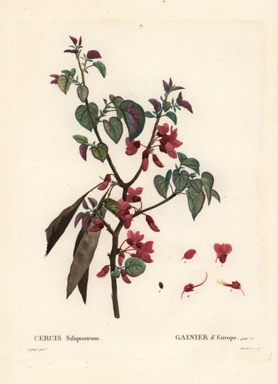 Judas tree, Cercis siliquastrum. Handcoloured stipple engraving by Tassaert after an illustration by Pierre-Joseph Redoute from Henri Louis Duhamel du Moncel