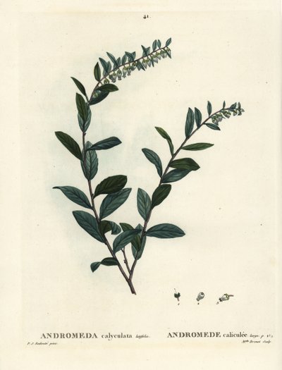 皮叶，Chamaedaphne calyculata（Andromeda calyculata）。Brenet小姐根据Pierre-Joseph Redoute的插图进行的手绘立体雕刻，该插图来自Henri Louis Duhamel du Moncel的Treat des Arbres et Shrustes，巴黎 作者 皮埃尔·约瑟夫·雷杜特