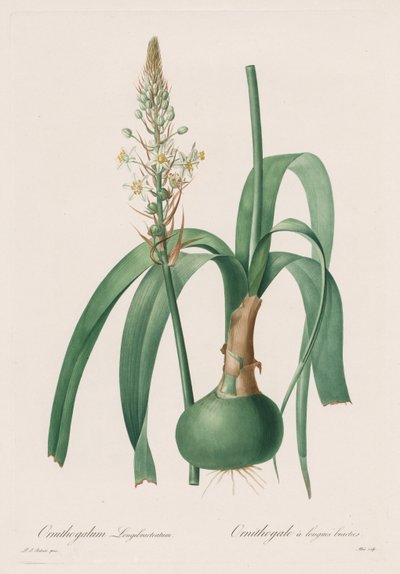 百合科：Ornithogalum longibracteatum 作者 Pierre-Joseph Redouté