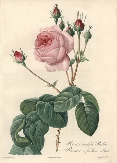 Lettuce leaf rose - Eau forte de Langlois, based on an illustration by Pierre Joseph Redoute (1759-1840), from Les Roses 作者 皮埃尔·约瑟夫·雷杜特
