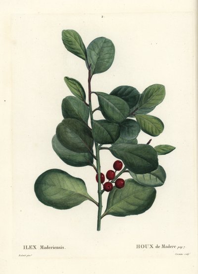 马德拉冬青，冬青（马德拉冬青，冬青）。 Casenave 手绘点画雕刻，由巴黎 Henri Louis Duhamel du Moncel 的 Treat des Arbres et Shrustes 的 Pierre-Joseph Redoute 绘制插图 作者 皮埃尔·约瑟夫·雷杜特