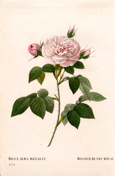 少女的粉红胭脂，皇家白玫瑰，白蔷薇变种 incarnata。皮埃尔-约瑟夫-雷杜特的《玫瑰》中的手绘铜版画，巴黎 作者 皮埃尔·约瑟夫·雷杜特