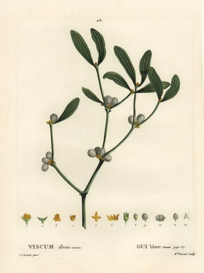 Mistletoe, Visum album. Handcoloured stipple engraving by Miss Brenet after an illustration by Pierre-Joseph Redoute from Henri Louis Duhamel du Moncel