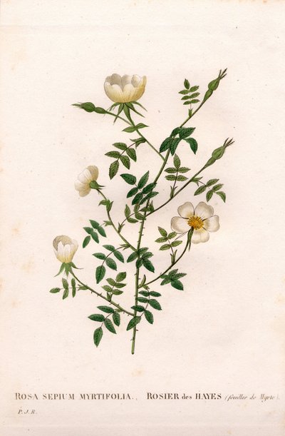 桃金娘叶树篱玫瑰，玫瑰蔷薇品种，桃金娘叶玫瑰。 来自 Pierre Joseph Redoute 的“Les Roses”，巴黎的手绘点画铜版画 作者 皮埃尔·约瑟夫·雷杜特