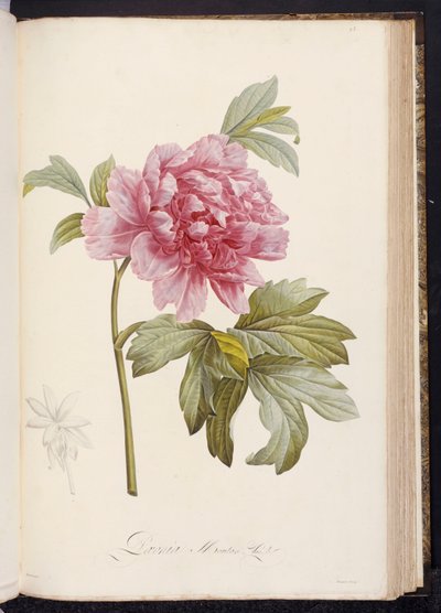 牡丹，摘自艾米·邦普兰（Aime Bonpland）的《描述马尔马逊和纳瓦拉的稀有植物和栽培植物》，1812-14年 作者 皮埃尔·约瑟夫·雷杜特