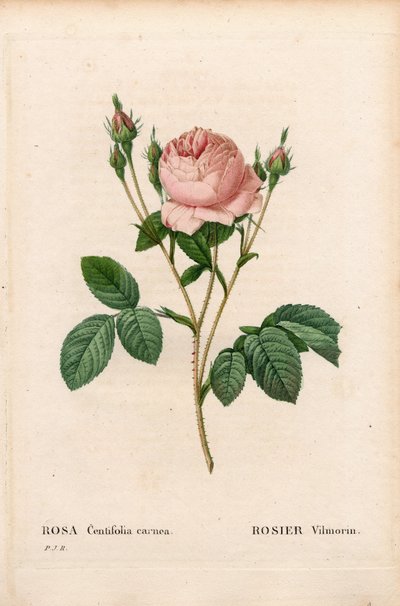 粉红色 Vilmorin，蔷薇蔷薇 Vilmorin。 来自 Pierre Joseph Redoute 的“Les Roses”，巴黎的手绘点画铜版画 作者 皮埃尔·约瑟夫·雷杜特