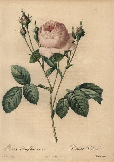 Pink rose, Rosa centifolia carnea 作者 皮埃尔·约瑟夫·雷杜特