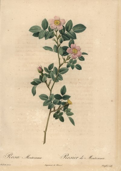 粉红玫瑰, Rosa montezuma 作者 皮埃尔·约瑟夫·雷杜特