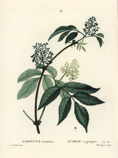 红接骨木或红浆果接骨木，接骨木。 由巴黎亨利·路易斯·杜哈梅尔·杜·蒙塞尔 (Henri Louis Duhamel du Moncel) 的皮埃尔·约瑟夫·雷杜特 (Pierre-Joseph Redoute) 绘制插图后，布列内小姐 (Miss Brenet) 的手绘点画雕刻 作者 皮埃尔·约瑟夫·雷杜特