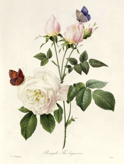 艺术印刷品， Pierre Joseph Redouté