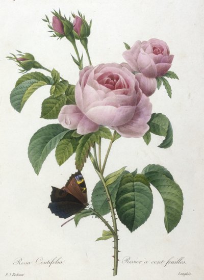 罗莎Centifolia，单叶玫瑰，选自最美丽的花朵和最美丽的水果，1827年（手工彩色点画雕刻） 作者 皮埃尔·约瑟夫·雷杜特